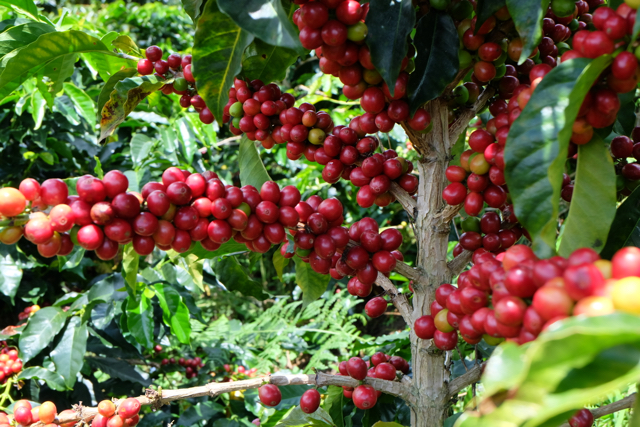 Museo Coffee Roasters